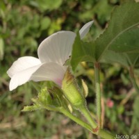 Abelmoschus ficulneus (L.) Wight & Arn.